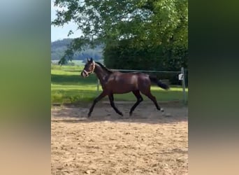 German Sport Horse, Gelding, 1 year, 16.1 hh, Black