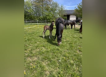German Sport Horse, Gelding, 1 year, 16.2 hh, Brown