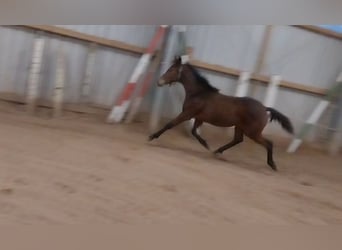 German Sport Horse, Gelding, 1 year, 17 hh, Brown