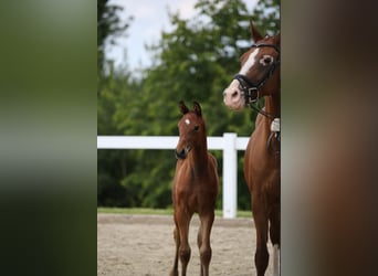 German Sport Horse, Gelding, 1 year, 17 hh, Brown