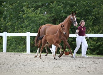 German Sport Horse, Gelding, 1 year, 17 hh, Brown