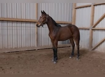German Sport Horse, Gelding, 1 year, 17 hh, Brown