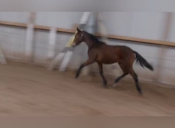 German Sport Horse, Gelding, 1 year, 17 hh, Brown