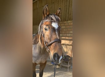 German Sport Horse, Gelding, 20 years, 16,2 hh, Brown