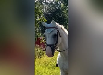 German Sport Horse, Gelding, 20 years, 16 hh, Grey