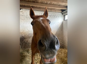 German Sport Horse, Gelding, 20 years, 16,2 hh, Chestnut-Red
