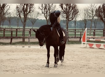 German Sport Horse, Gelding, 21 years, 16 hh, Black