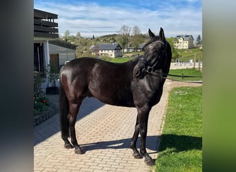 German Sport Horse, Gelding, 22 years, 15,3 hh, Black