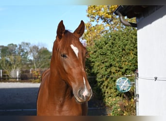 German Sport Horse, Gelding, 2 years, 15.2 hh, Chestnut-Red
