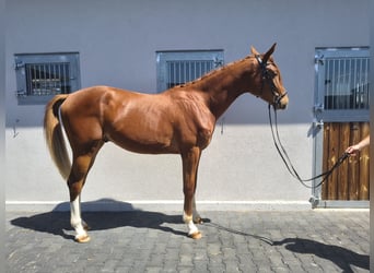 German Sport Horse, Gelding, 2 years, 15.2 hh, Chestnut-Red