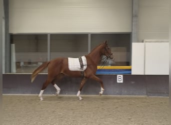 German Sport Horse, Gelding, 2 years, 15.2 hh, Chestnut-Red