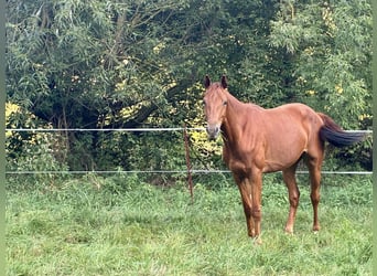 German Sport Horse, Gelding, 2 years, 15.2 hh, Chestnut-Red