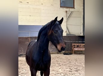 German Sport Horse, Gelding, 2 years, 16.1 hh, Bay-Dark
