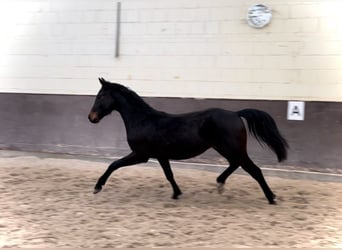 German Sport Horse, Gelding, 2 years, 16.1 hh, Bay-Dark