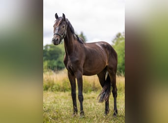 German Sport Horse, Gelding, 2 years, 16.1 hh, Smoky-Black