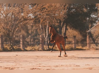 German Sport Horse, Gelding, 2 years, 16.2 hh, Brown-Light
