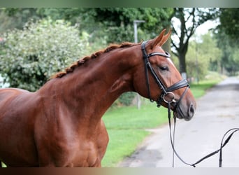 German Sport Horse, Gelding, 2 years, 16,3 hh, Chestnut-Red