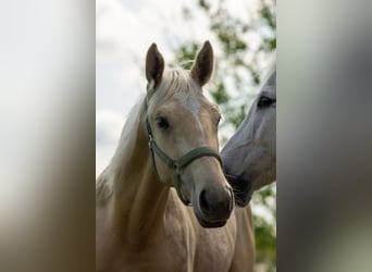 German Sport Horse, Gelding, 2 years, 16,1 hh, Palomino