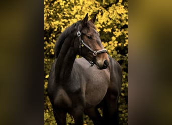 German Sport Horse, Gelding, 2 years, 16,1 hh, Smoky-Black