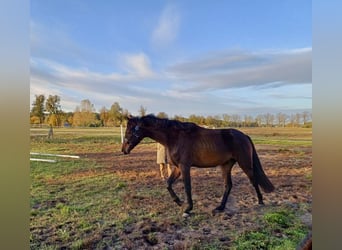 German Sport Horse, Gelding, 2 years, 16,2 hh, Bay-Dark