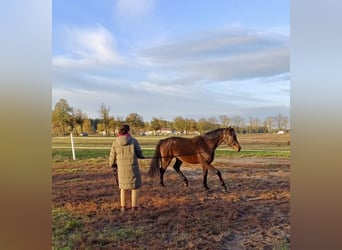German Sport Horse, Gelding, 2 years, 16,2 hh, Bay-Dark