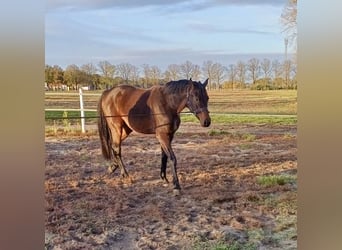 German Sport Horse, Gelding, 2 years, 16,2 hh, Bay-Dark