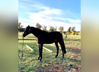 German Sport Horse, Gelding, 2 years, 16,2 hh, Bay-Dark