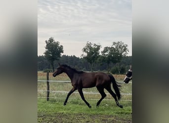 German Sport Horse, Gelding, 2 years, 16,2 hh, Brown