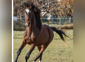 German Sport Horse, Gelding, 2 years, 17 hh, Brown