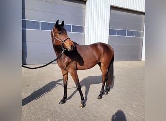 German Sport Horse, Gelding, 2 years, Brown