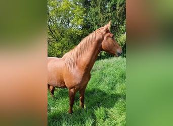 German Sport Horse, Gelding, 3 years, 15.1 hh, Chestnut-Red