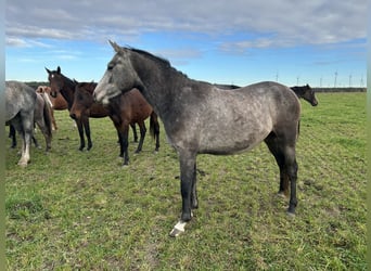 German Sport Horse, Gelding, 3 years, 15.1 hh, Grey