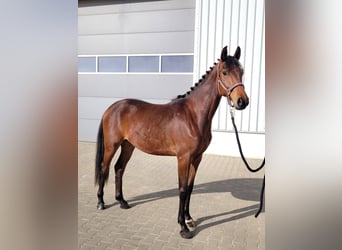 German Sport Horse, Gelding, 3 years, 15.3 hh, Brown