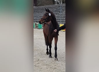 German Sport Horse, Gelding, 3 years, 15.3 hh, Brown