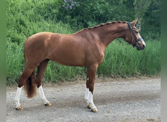 German Sport Horse, Gelding, 3 years, 15.3 hh, Chestnut-Red