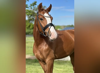 German Sport Horse, Gelding, 3 years, 15.3 hh, Chestnut-Red