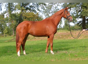 German Sport Horse, Gelding, 3 years, 15.3 hh, Chestnut-Red