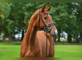 German Sport Horse, Gelding, 3 years, 15.3 hh, Chestnut-Red