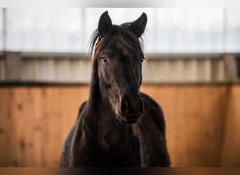 German Sport Horse, Gelding, 3 years, 15,1 hh, Black