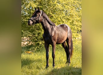 German Sport Horse, Gelding, 3 years, 15,1 hh, Black