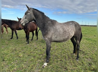 German Sport Horse, Gelding, 3 years, 15,1 hh, Grey