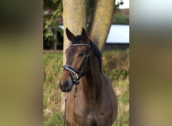 German Sport Horse, Gelding, 3 years, 16.1 hh, Bay-Dark