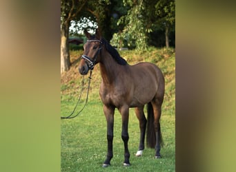 German Sport Horse, Gelding, 3 years, 16.1 hh, Bay-Dark
