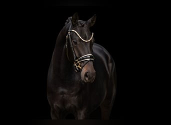 German Sport Horse, Gelding, 3 years, 16.1 hh, Bay-Dark