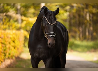 German Sport Horse, Gelding, 3 years, 16.1 hh, Bay-Dark