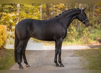 German Sport Horse, Gelding, 3 years, 16.1 hh, Bay-Dark
