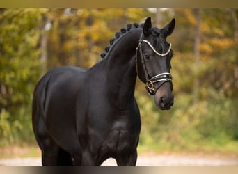 German Sport Horse, Gelding, 3 years, 16.1 hh, Bay-Dark