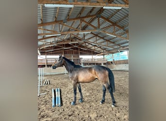 German Sport Horse, Gelding, 3 years, 16.1 hh, Bay-Dark