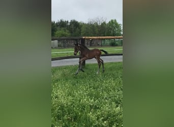 German Sport Horse, Gelding, 3 years, 16.1 hh, Bay-Dark