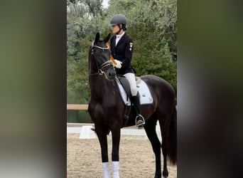 German Sport Horse, Gelding, 3 years, 16.1 hh, Black